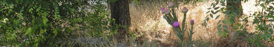 Banner de cabecera
