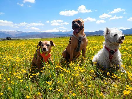Imagen La Diputación, a través de Prodestur, promoverá el turismo de mascotas en la octava edición de su concurso de fotografía